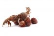 The Hazelnut and in the leaf on white background