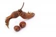 The Hazelnut and in the leaf on white background