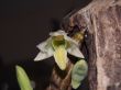 Dendrobium scabrilingue Lindl.