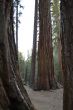 Family of giants