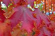 Red maple leave