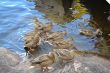 Duck family