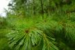 Pine needle after the rain