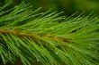Water drops on a pine branch