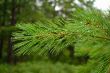 Wet pine needle