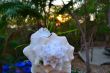 Shell pot