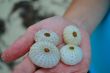 Sea urchin sell