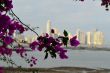 Panama city behind flowers