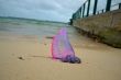 Purple siphonophore
