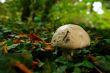 forest Mushroom