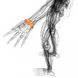 3d render medical illustration of the carpal bone