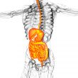  human digestive system