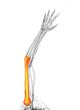 3d rendered illustration of the humerus bone