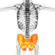 3D medical illustration of the pelvis bone