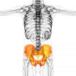 3D medical illustration of the pelvis bone