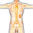  lymphatic system 