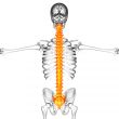 3d render medical illustration of the human spine