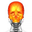 3d render medical illustration of the upper skull