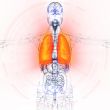 3d render medical illustration of the human lung