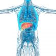 3d render medical illustration of the liver 
