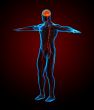3d render medical illustration of the nerve system
