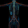  nerve system 