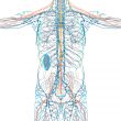 nerve system 