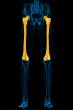 3d render medical illustration of the femur bone