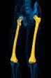 3d render medical illustration of the femur bone