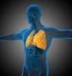 3d render medical illustration of the lung