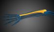 3d render medical illustration of the ulna bone 