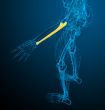 3d render medical illustration of the ulna bone 