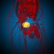 3d render medical illustration of the bladder 