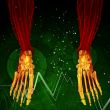 3d render medical illustration of the foot bone