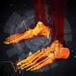 3d render medical illustration of the foot bone