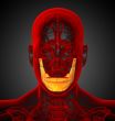 3d render medical illustration of the jaw bone