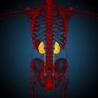 3d render medical illustration of the kidney 
