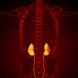 3d render medical illustration of the kidney 