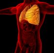 3d render medical illustration of the human lung