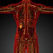  lymphatic system