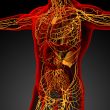 lymphatic system