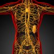  lymphatic system