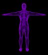 3D medical illustration of the human 