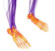 3d render medical illustration of the feet bone 
