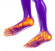 3d render medical illustration of the feet bone 