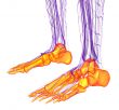 3d render medical illustration of the feet bone 