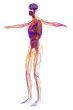 lymphatic system 