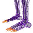phalanges foot 