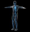  human vascular system 