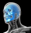 3D medical illustration of the human  skull 